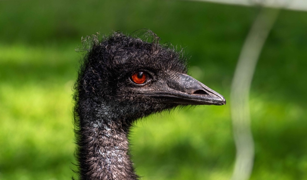 Голова страуса эму крупным планом
