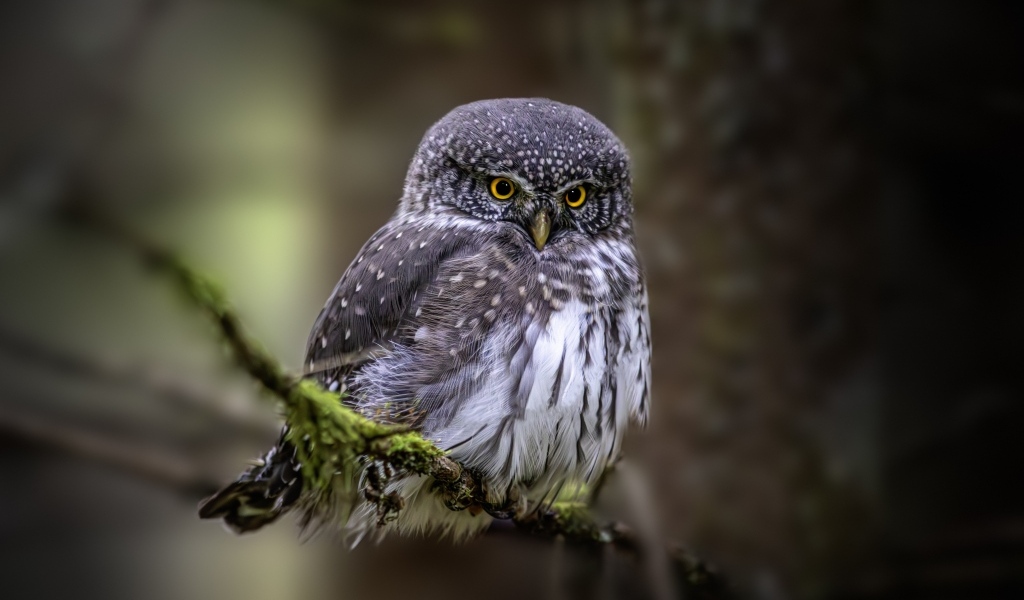 Евразийская карликовая сова сидит на ветке