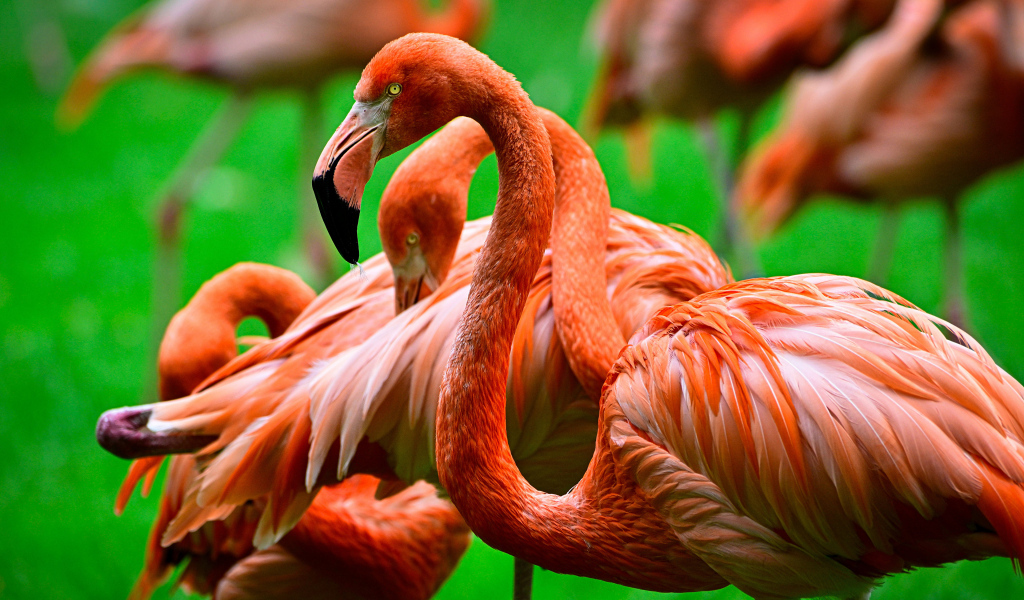 Стая розовых фламинго крупным планом