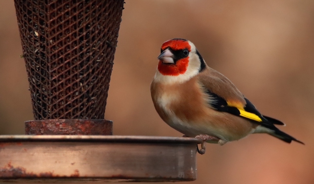 Птица щегол у кормушки
