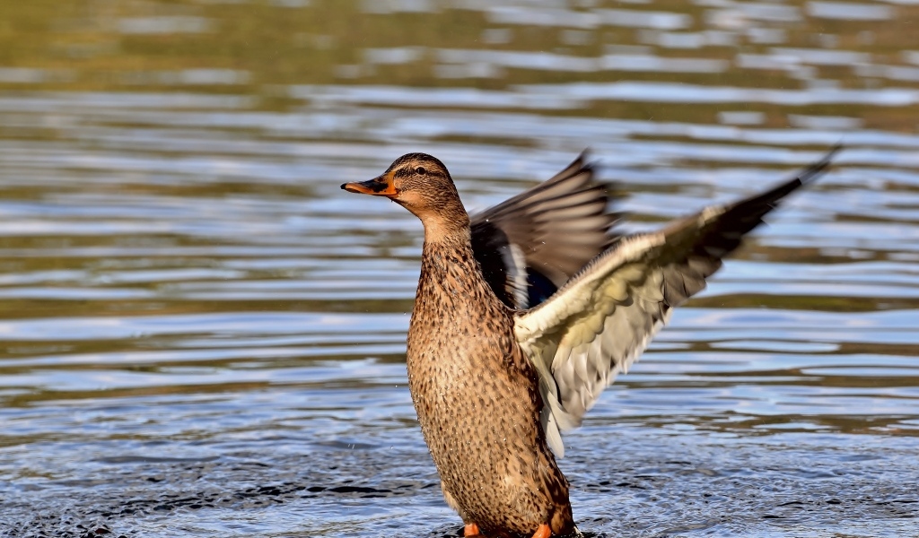 Серая утка расправила крылья в воде