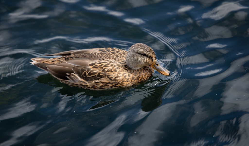 Серая утка плавает в спокойной воде