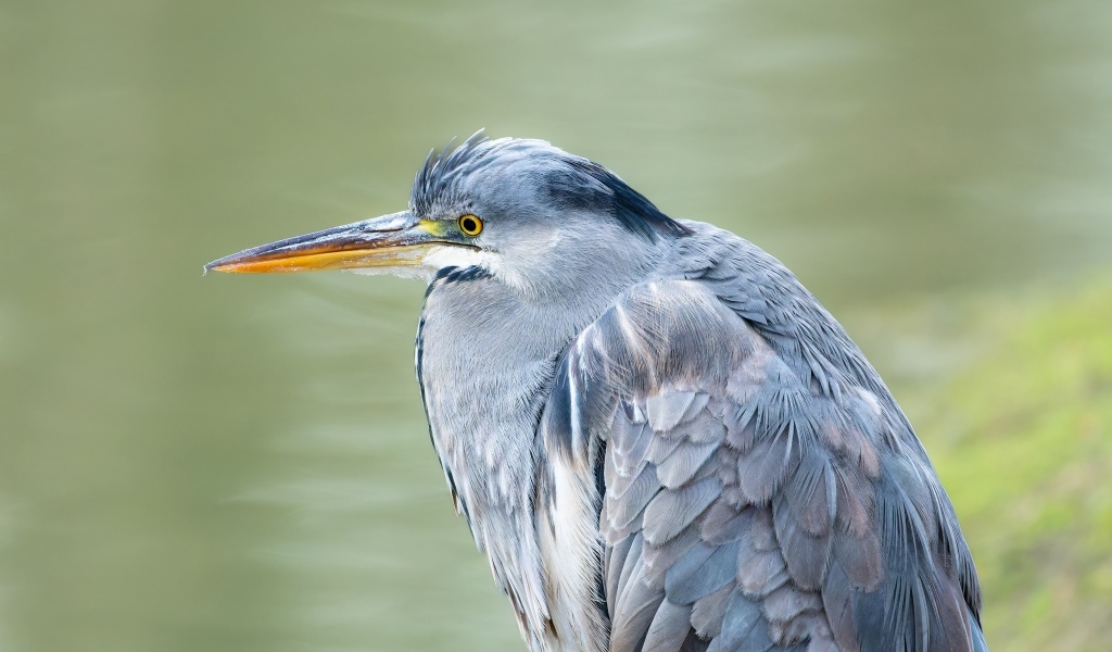 Серая цапля охотится у водоема