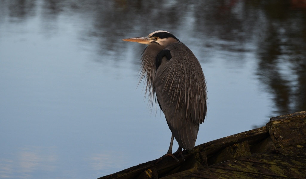 Серая цапля сидит у воды