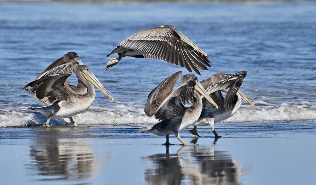 Серые пеликаны идут по мокрому песку