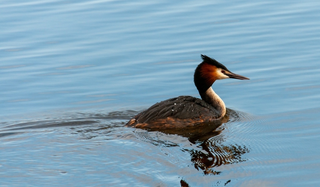 Большая хохлатая поганка плавает в пруду
