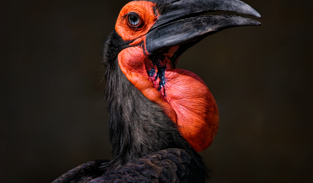 Большая птица калао на черном фоне