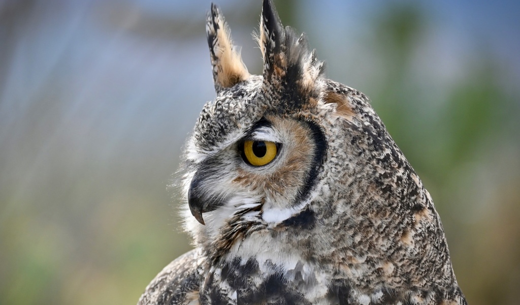 Большая рогатая сова