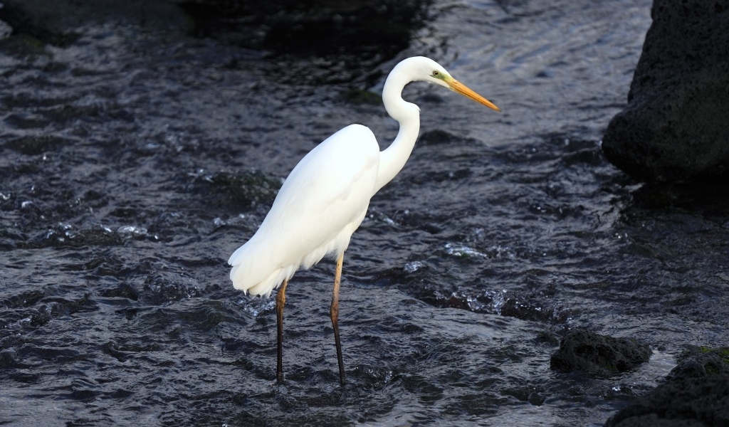Большая белая цапля стоит в воде