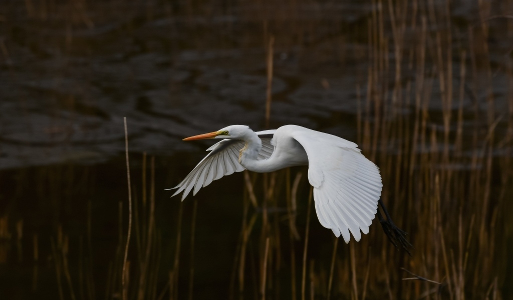 Большая белая цапля летит над водой
