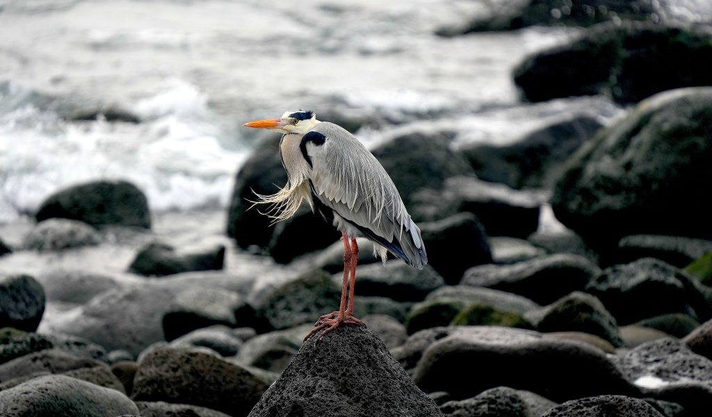 Большая серая цапля стоит на камне у воды