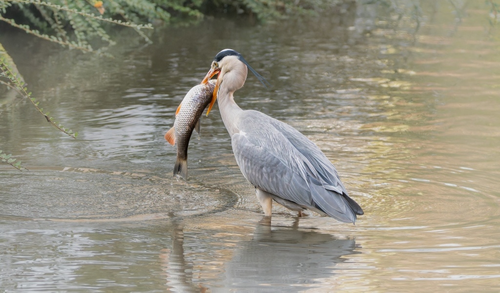 Большая серая цапля с рыбой в  клюве