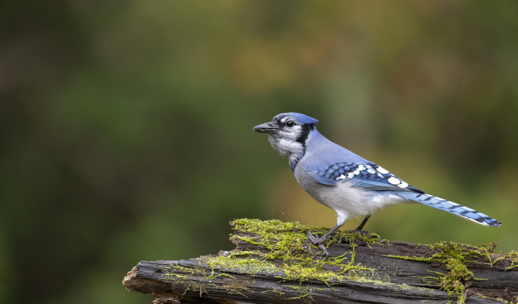 Большая сойка сидит на ветке дерева 
