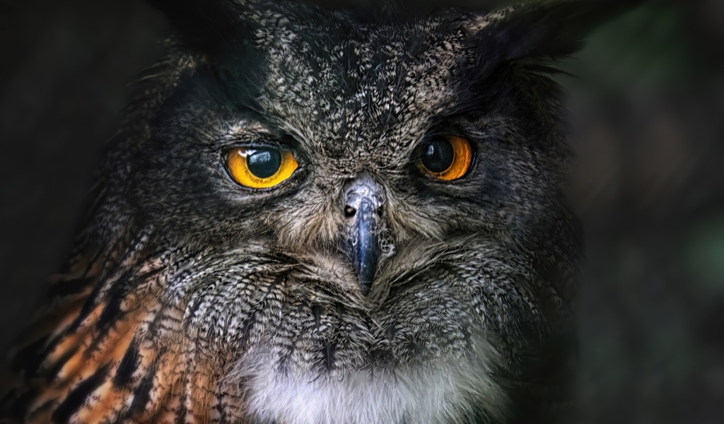 Большая ушастая сова с желтыми глазами