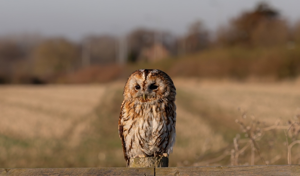 Большая неясыть сидит на заборе