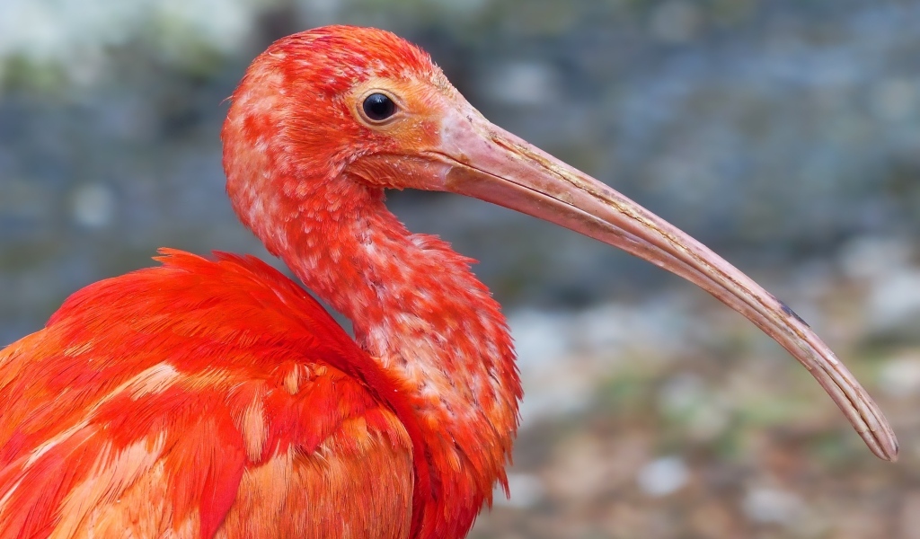 Большой розовый ибис крупным планом