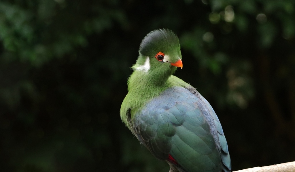 Зеленый белощекий турако на ветке