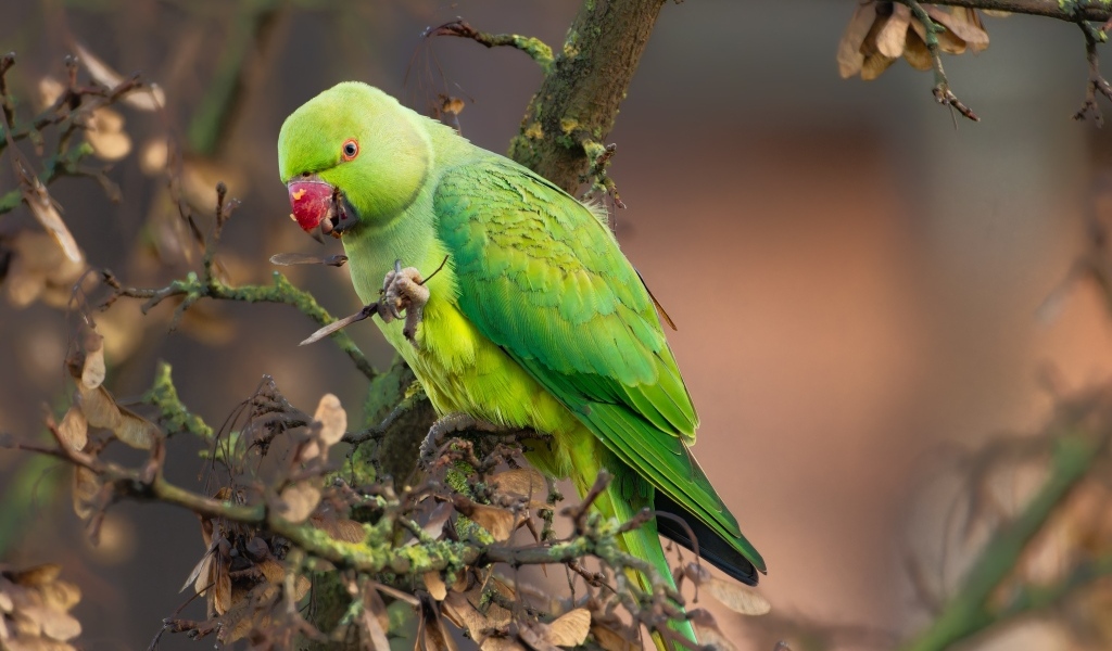 Зеленый попугай сидит на ветке дерева