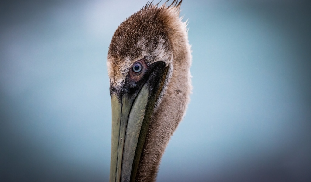 Голова пеликана с длинным клювом на сером фоне