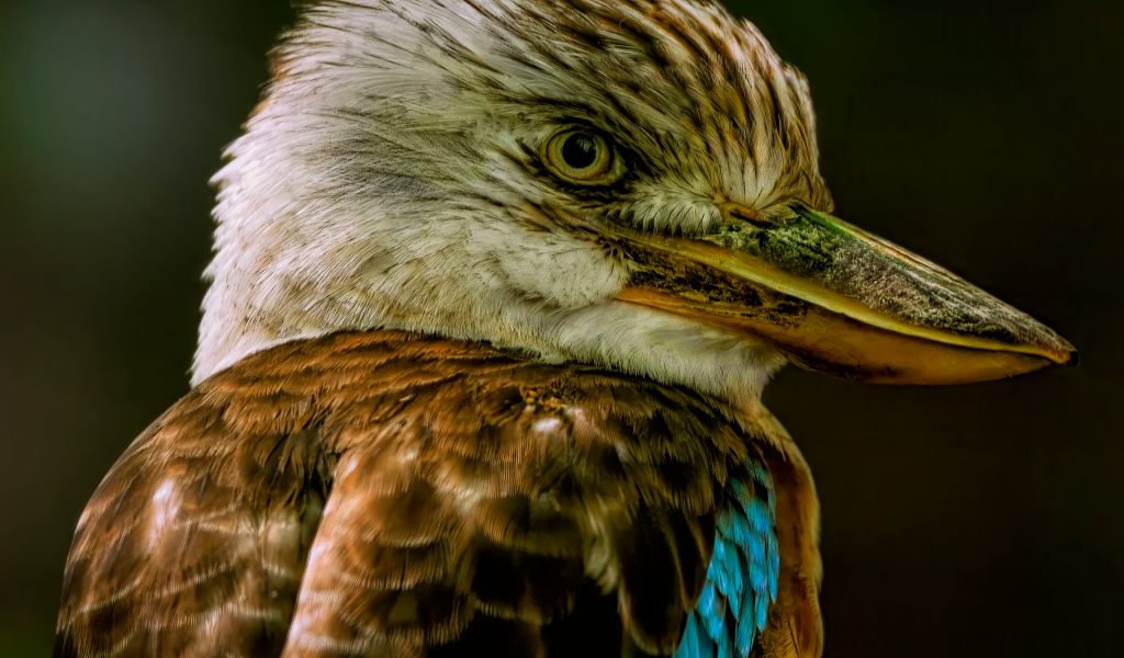 Голова птицы кукабарра крупным планом