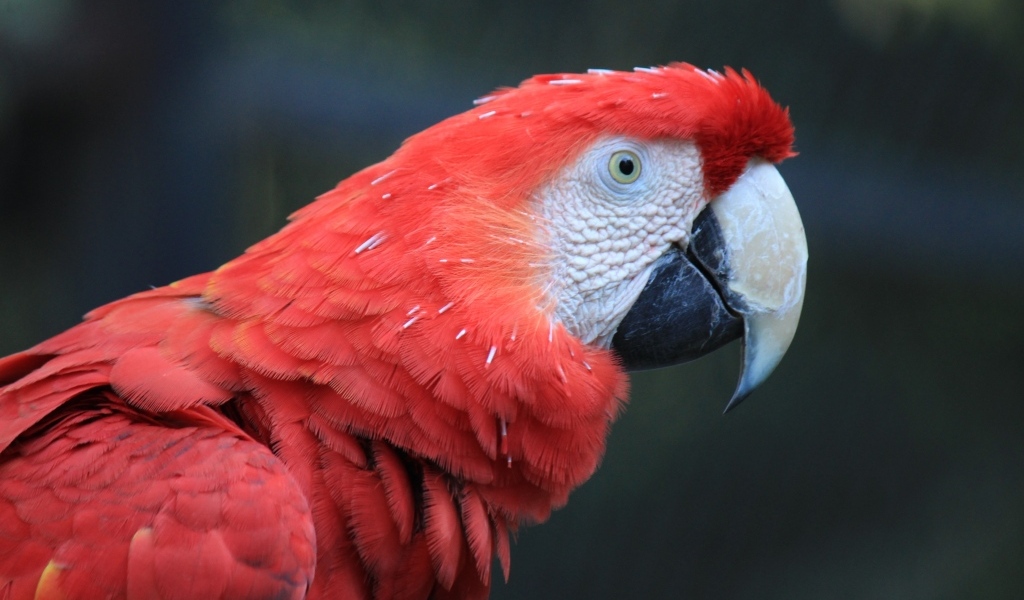 Большой красный попугай ара