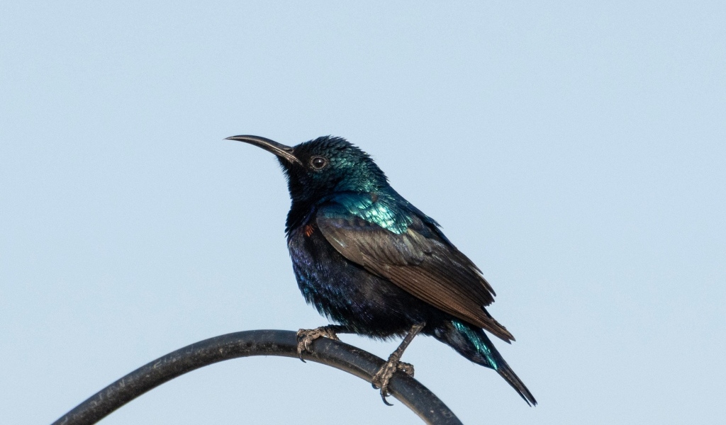 Маленький черный дрозд сидит на ветке 