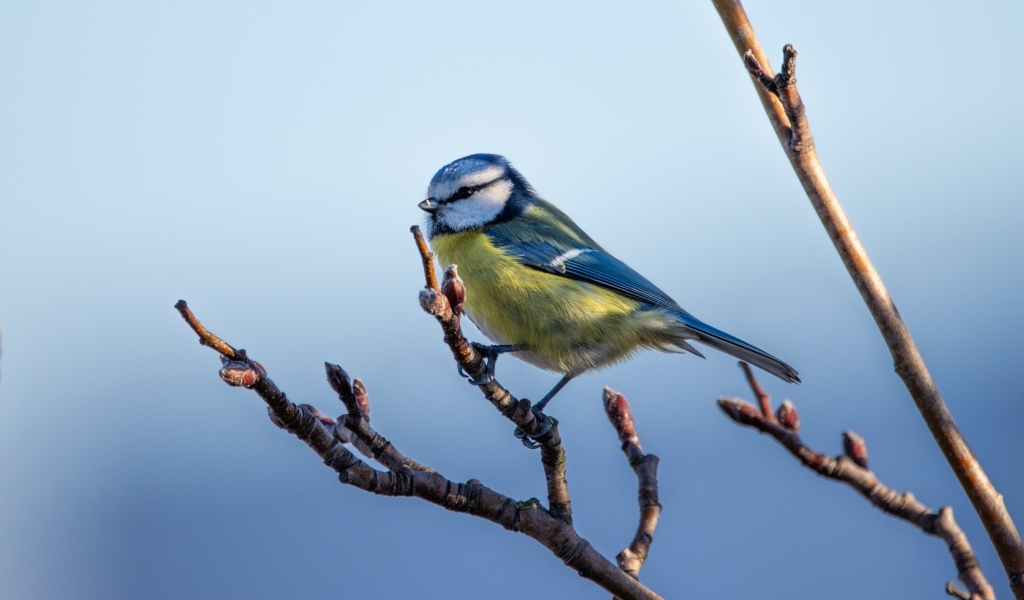 Маленькая  лазоревка на ветке