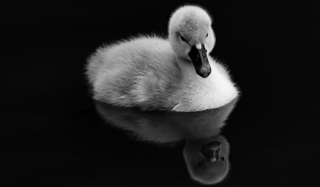 Маленький утенок отражается в воде на черном фоне