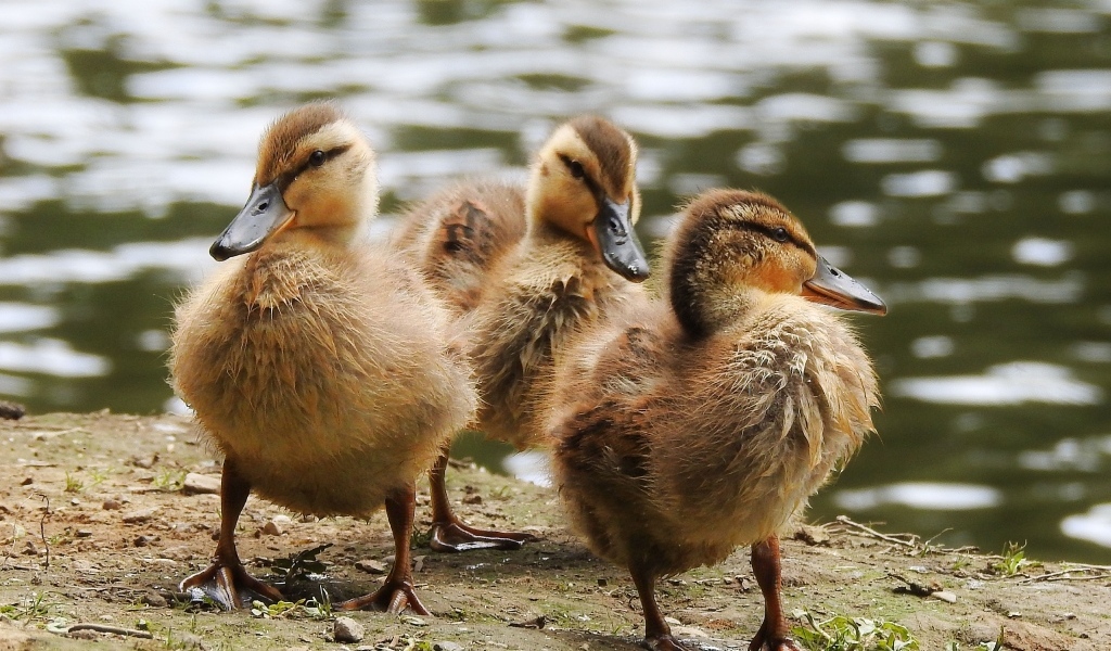 Маленькие утята на берегу у воды