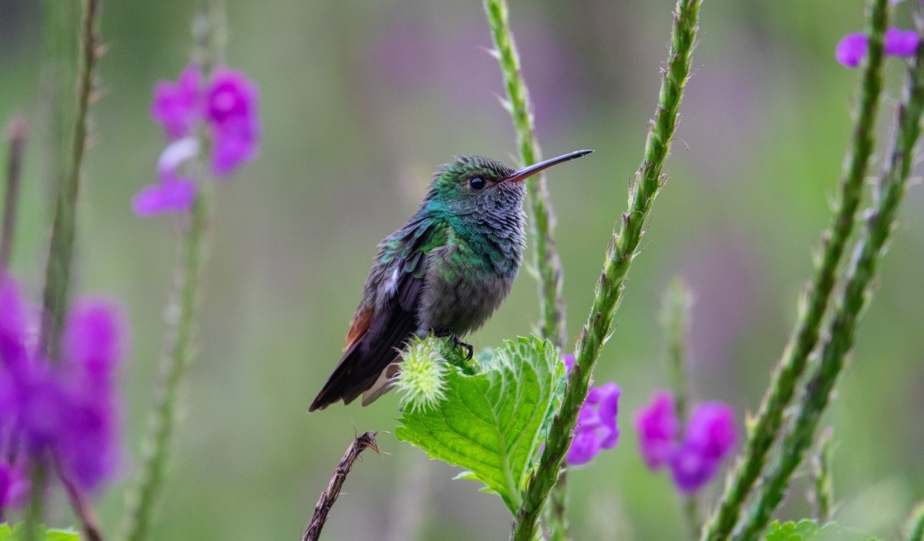 Маленькая зеленая птица колибри сидит на листке