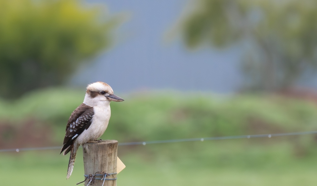 Маленькая кукабарра сидит на столбе