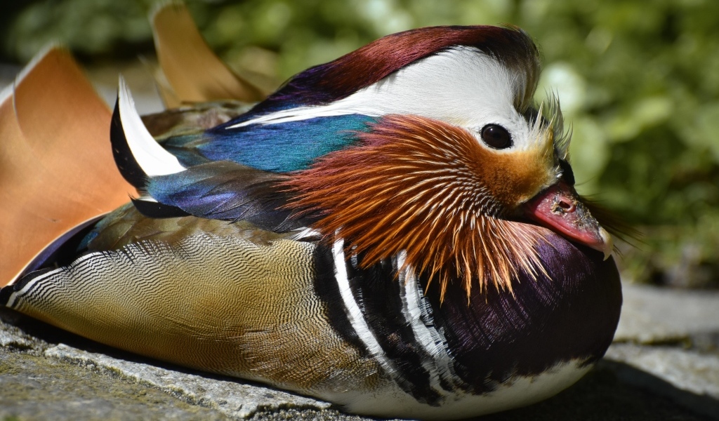 Маленькая утка мандаринка сидит на камне