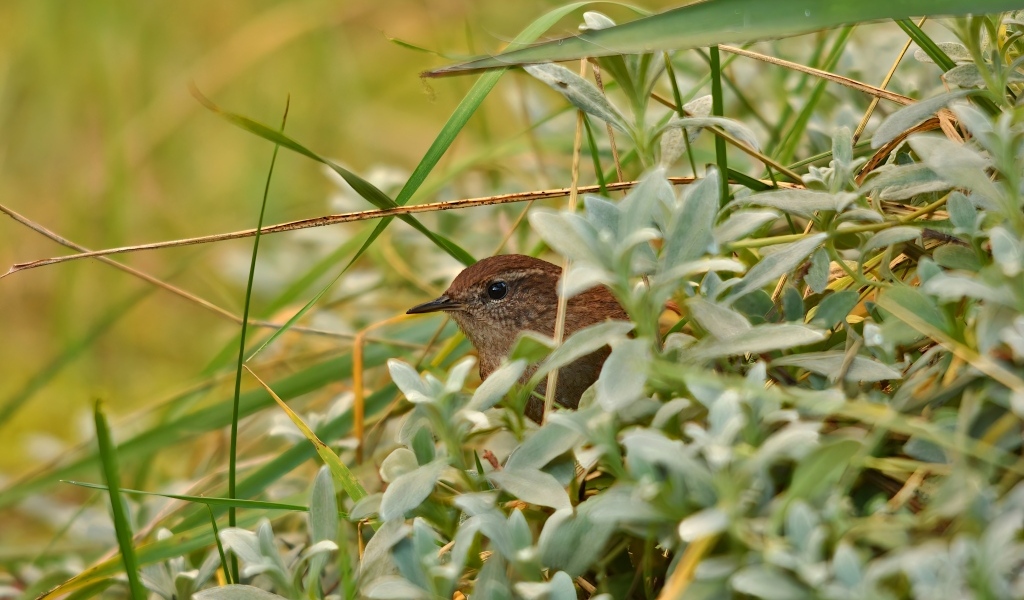 Маленькая иволга прячется в зеленых листьях
