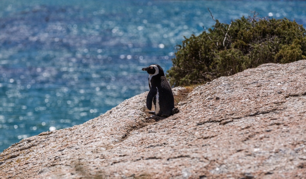 Маленький пингвин стоит на камне у воды