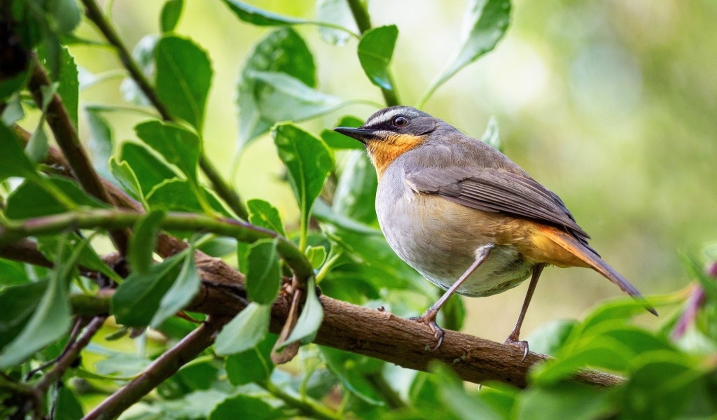Маленькая птица робин сидит на ветке