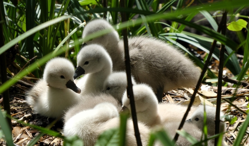 Маленькие птенцы лебедя в гнезде