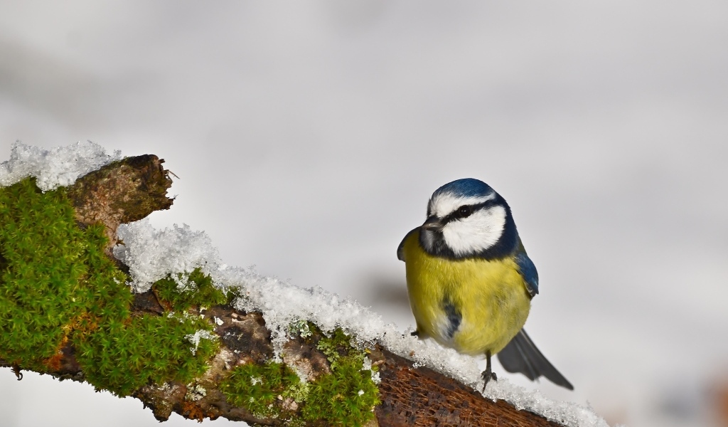 Маленькая синица на заснеженной ветке