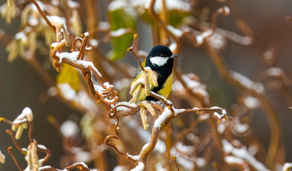 Маленькая синица сидит на ветке зимой