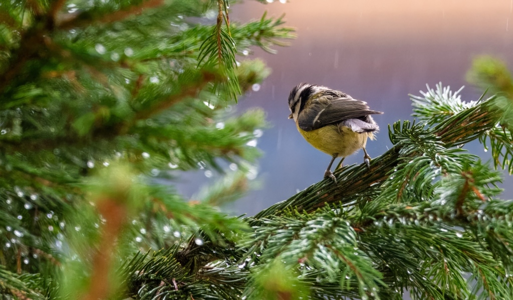 Маленькая синица сидит на еловой ветке под дождем