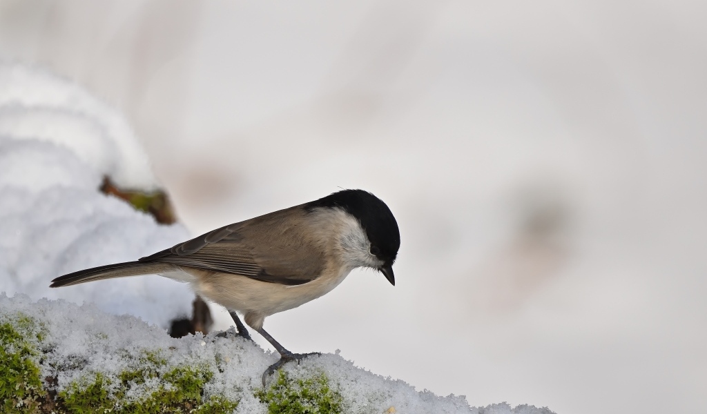 Маленькая синица стоит на белом снегу