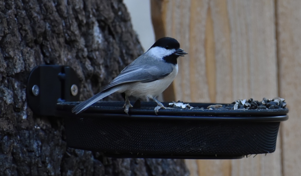 Маленькая синичка в кормушке с семечками