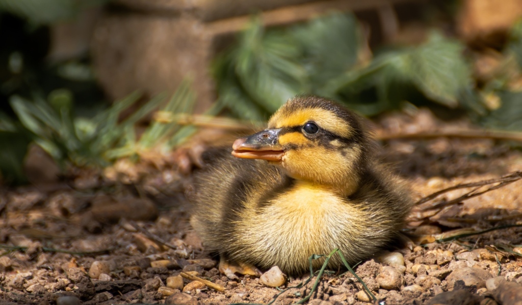 Маленький дикий утенок прячется в тени 