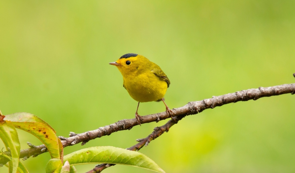 Маленькая желтая птичка сидит на ветке