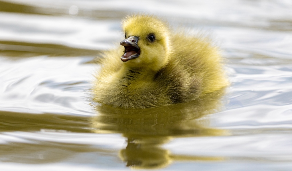 Маленький желтый утенок плавает в воде