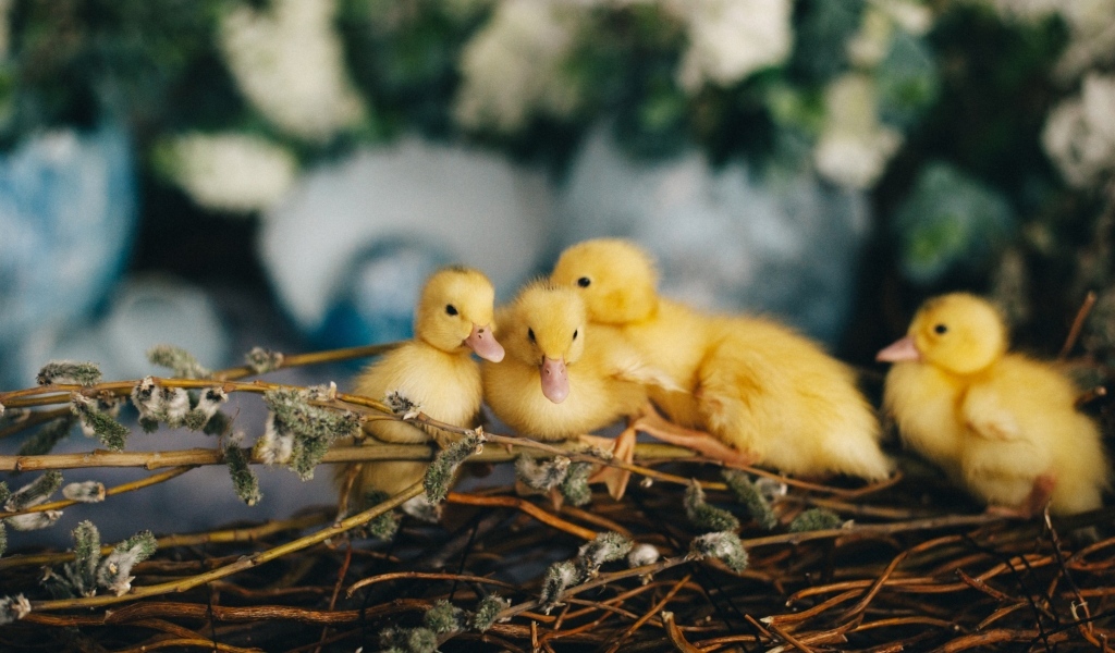 Маленькие желтые утята в гнезде