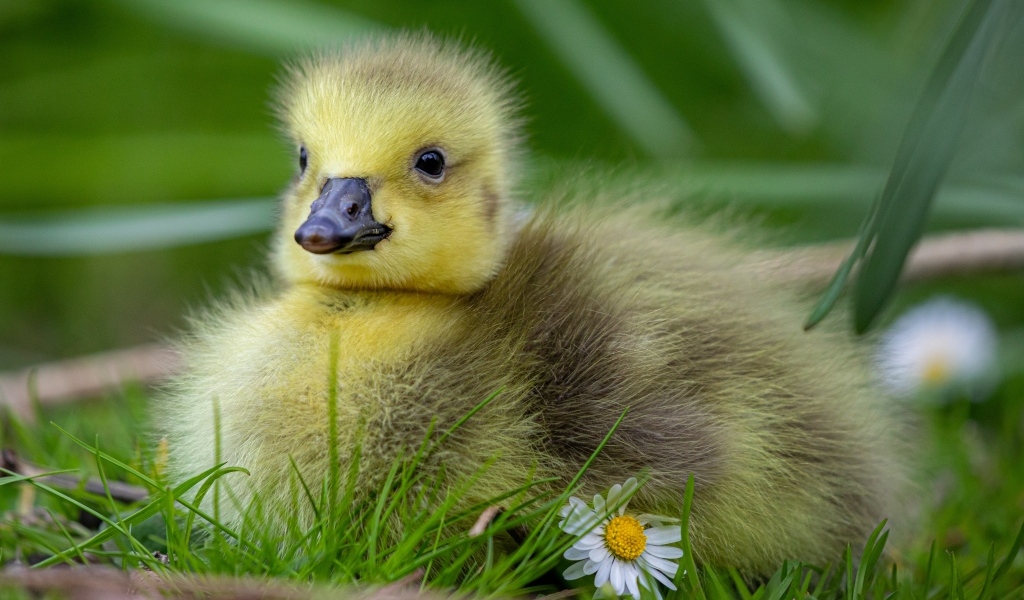 Маленький желтый гусенок на зеленой траве