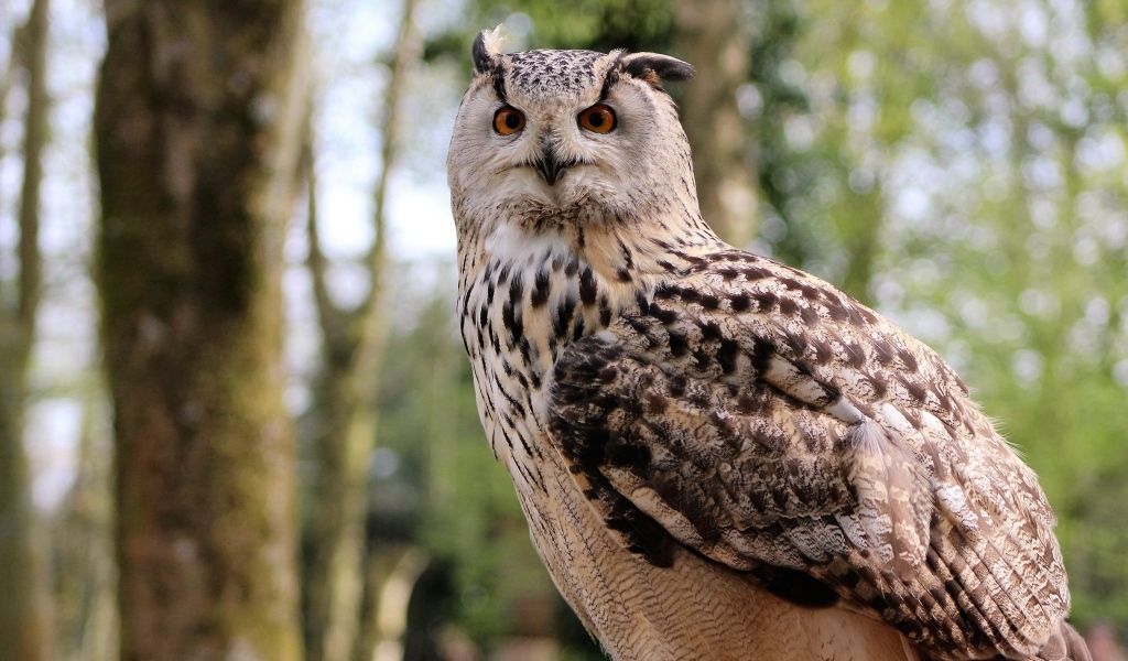 Ушастая сова в лесу