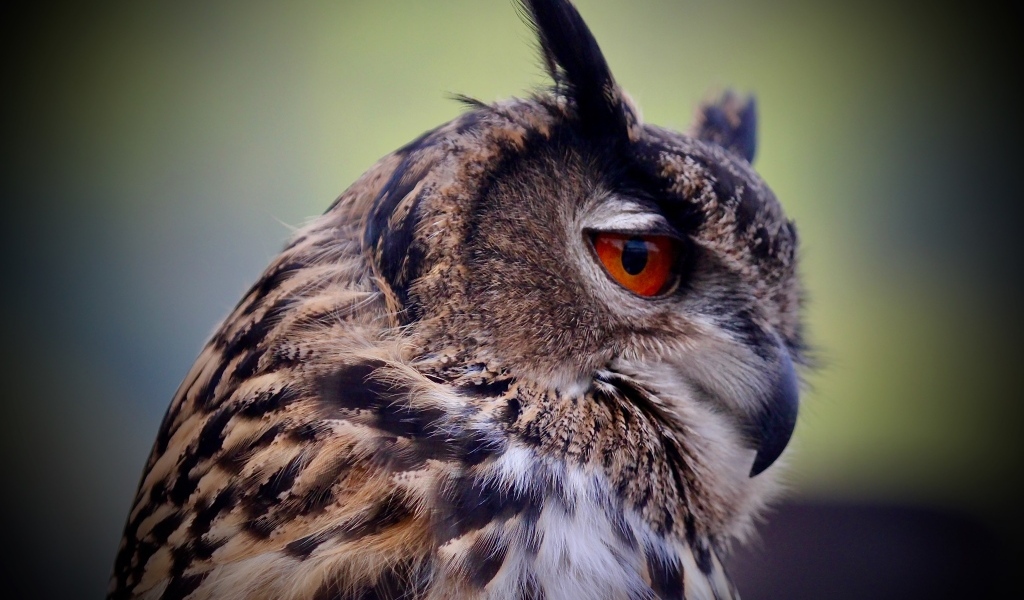 Ушастая сова с красными глазами