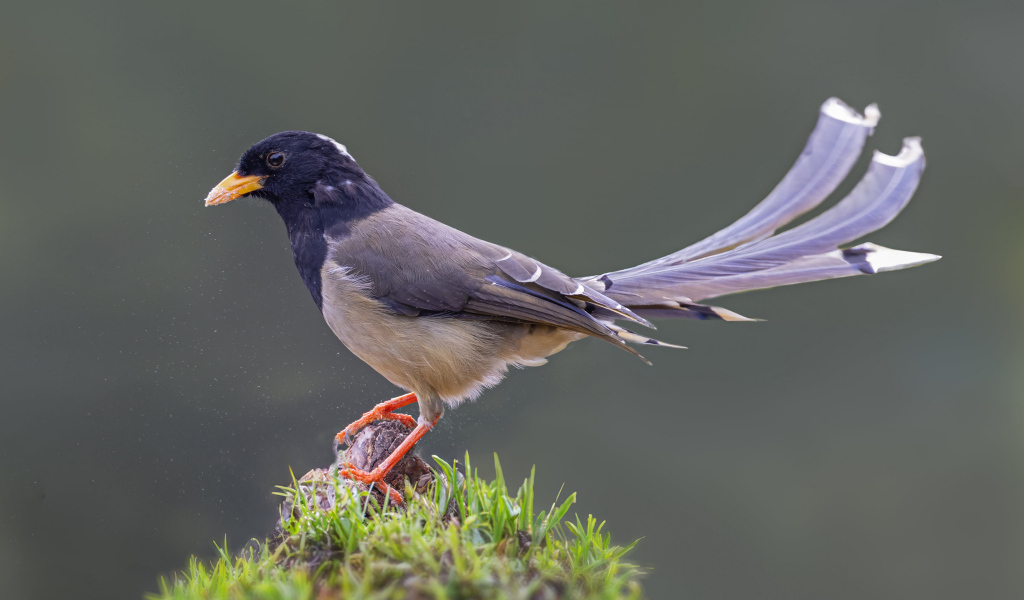 Сорока крупным планом
