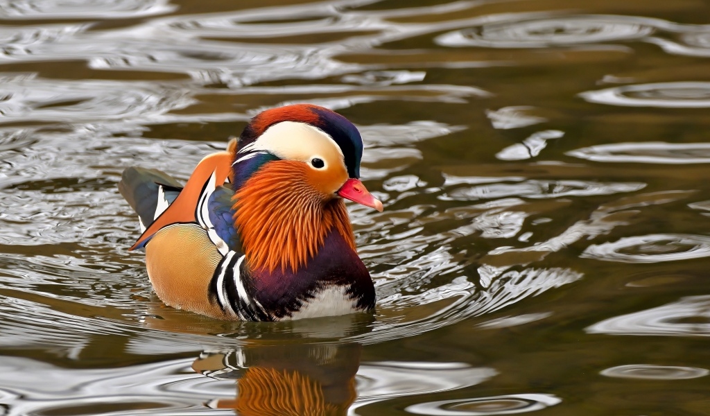 Уточка мандаринка плавает в воде